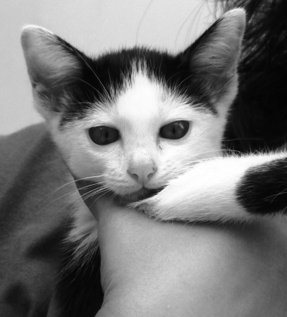 Free Image of Kitten being held 