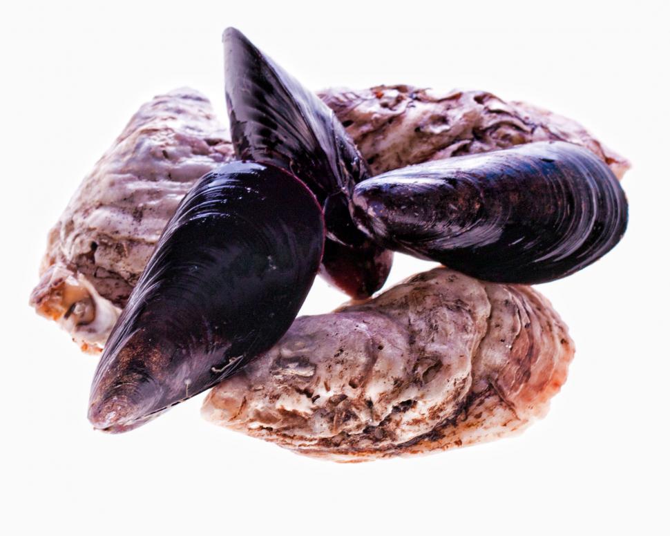 Free Image of Oysters and Mussels 