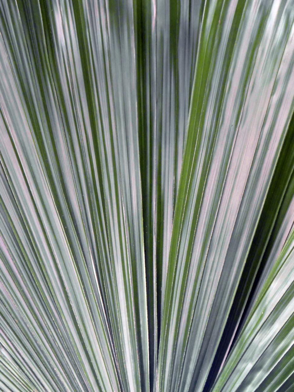 Free Image of Palm Leaf Background 