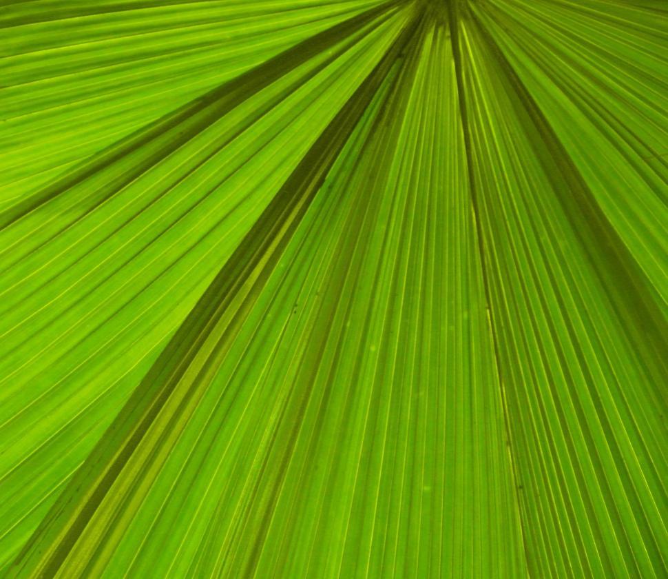 Free Image of Palm Leaf Background 