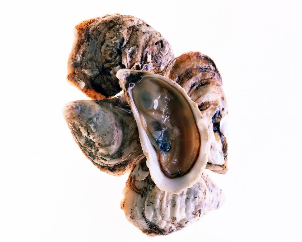 Free Image of Oysters 