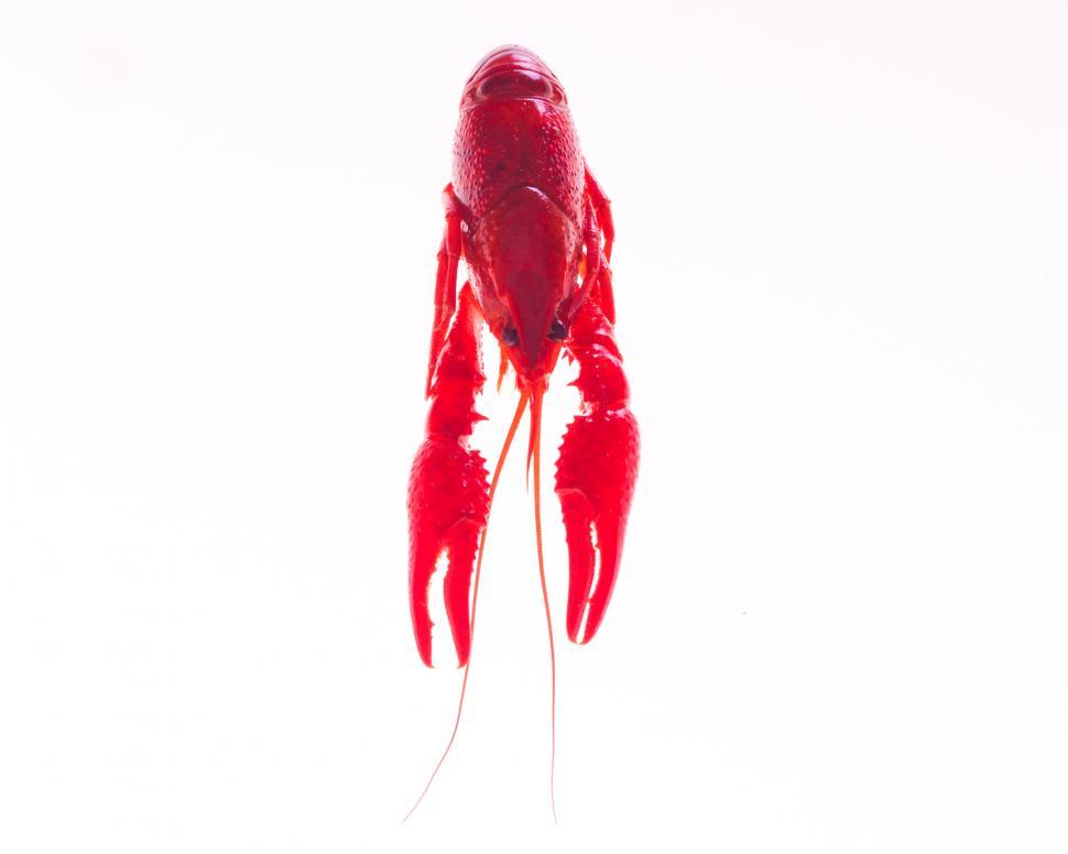 Free Image of Crayfish 