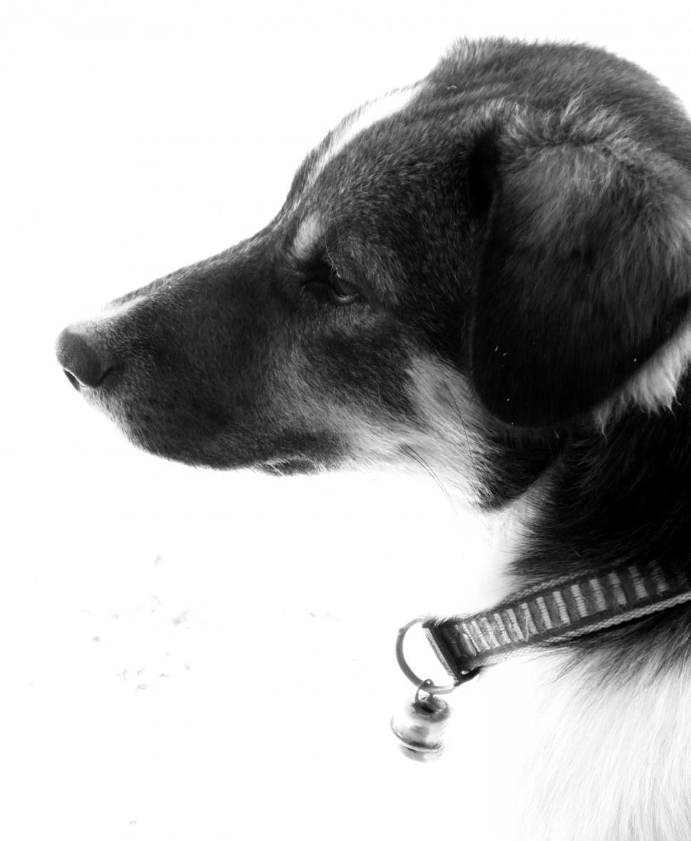 Free Image of Pet Dog Black and White 