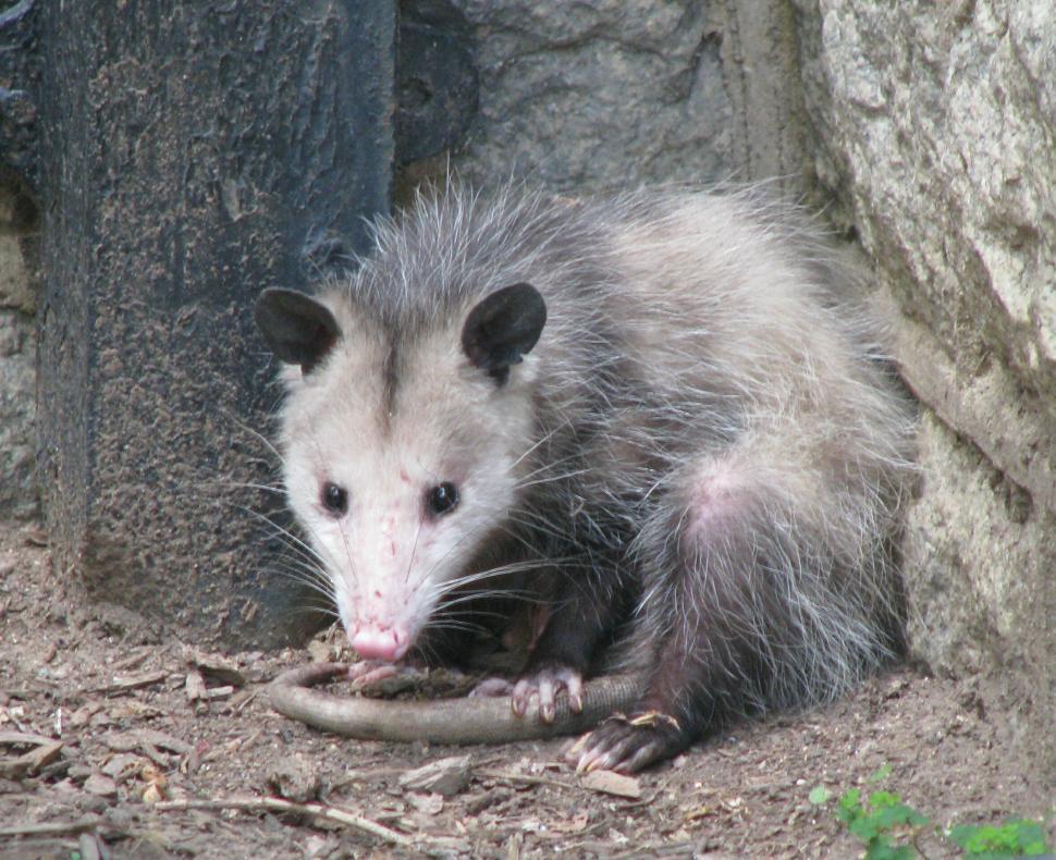 Free Image of Possum in the City 