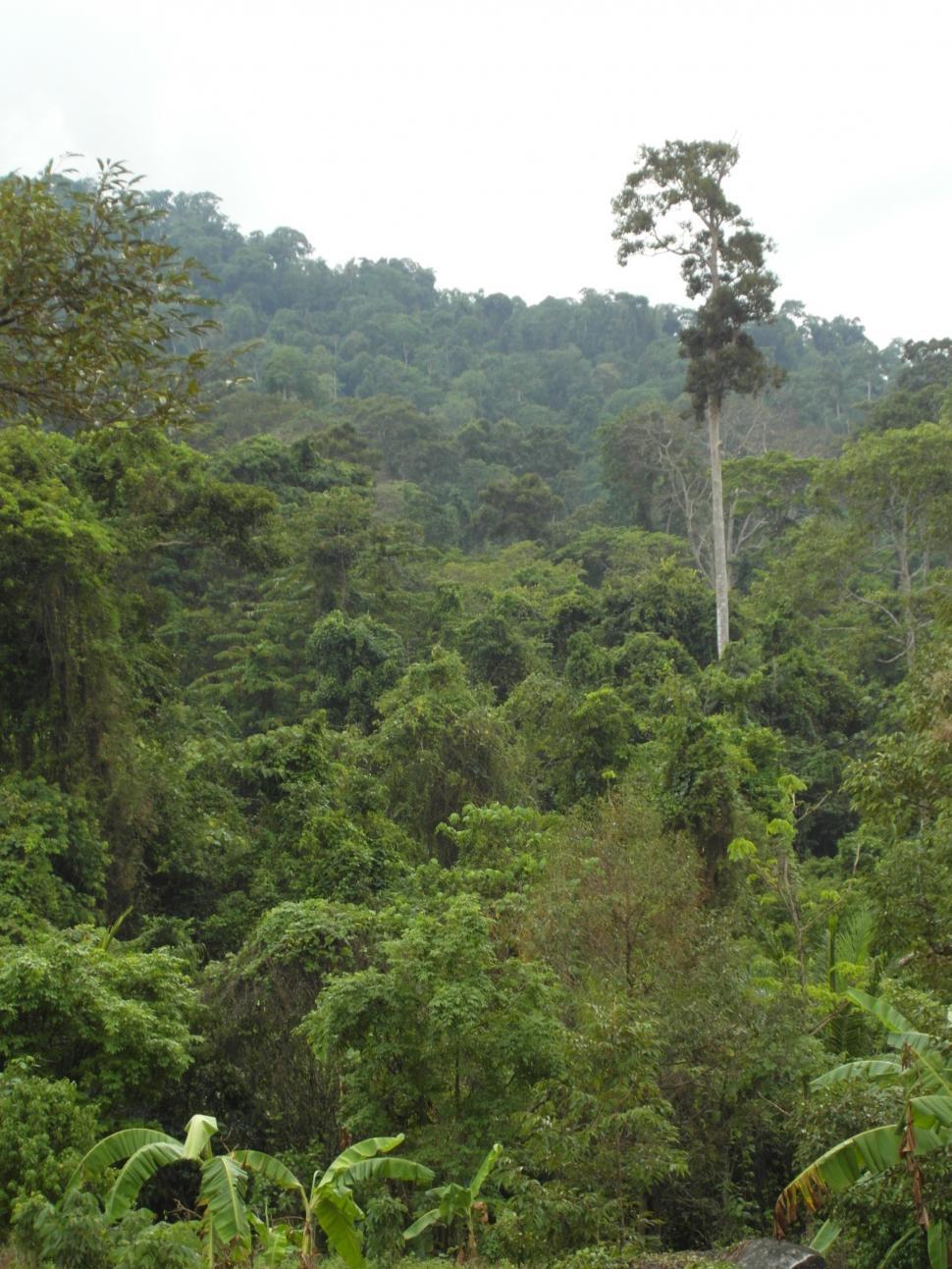 Free Image of Jungle / Tropical Rainforest 