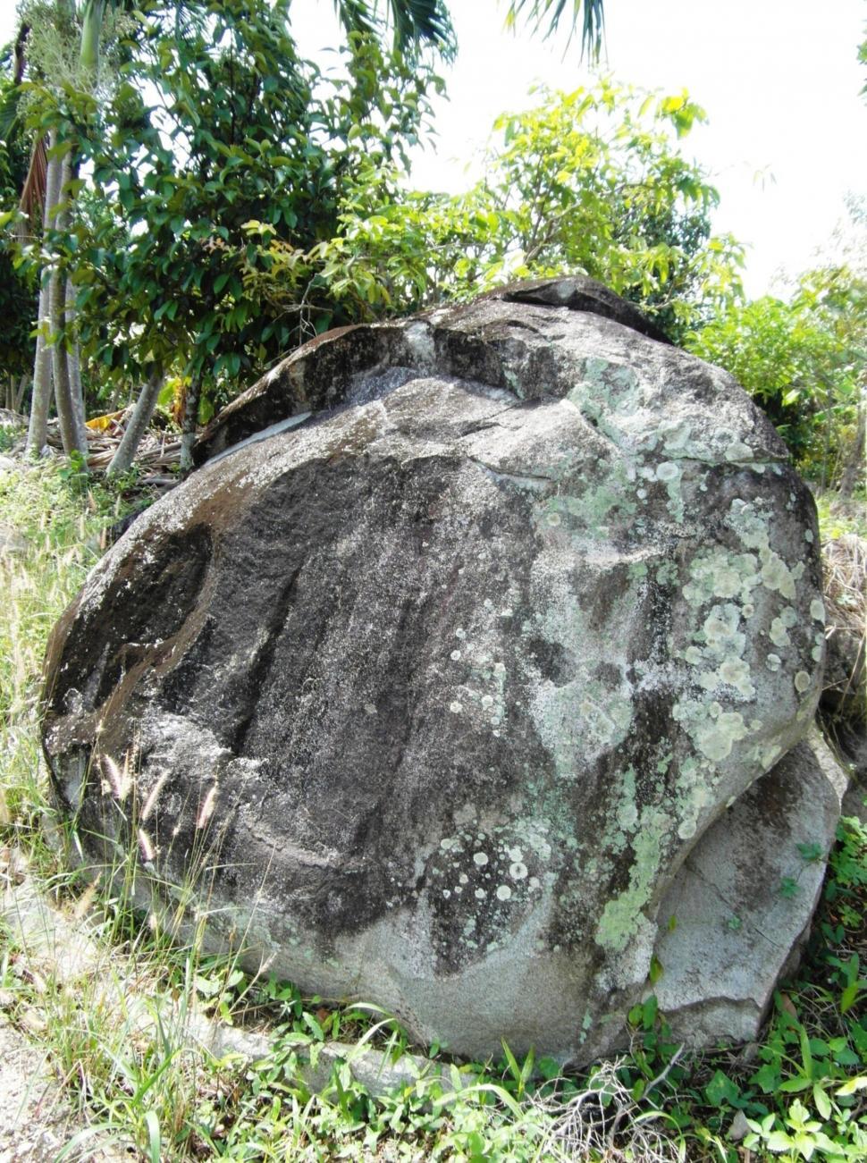 Free Image of Boulder in the Rainforest 