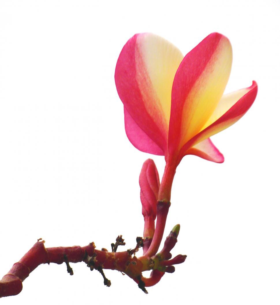 Free Image of Isolated Pretty Red Plumeria Flower 