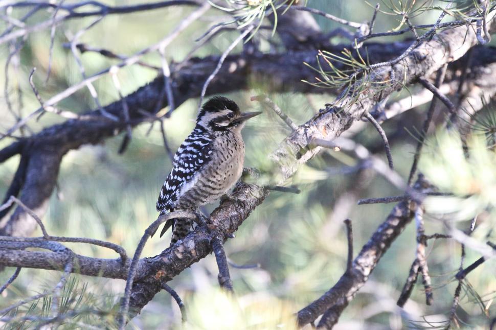 Free Image of Downy Woodpecker 