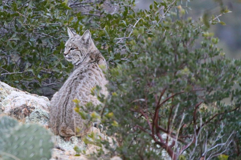 Free Image of Bobcat in the wild 