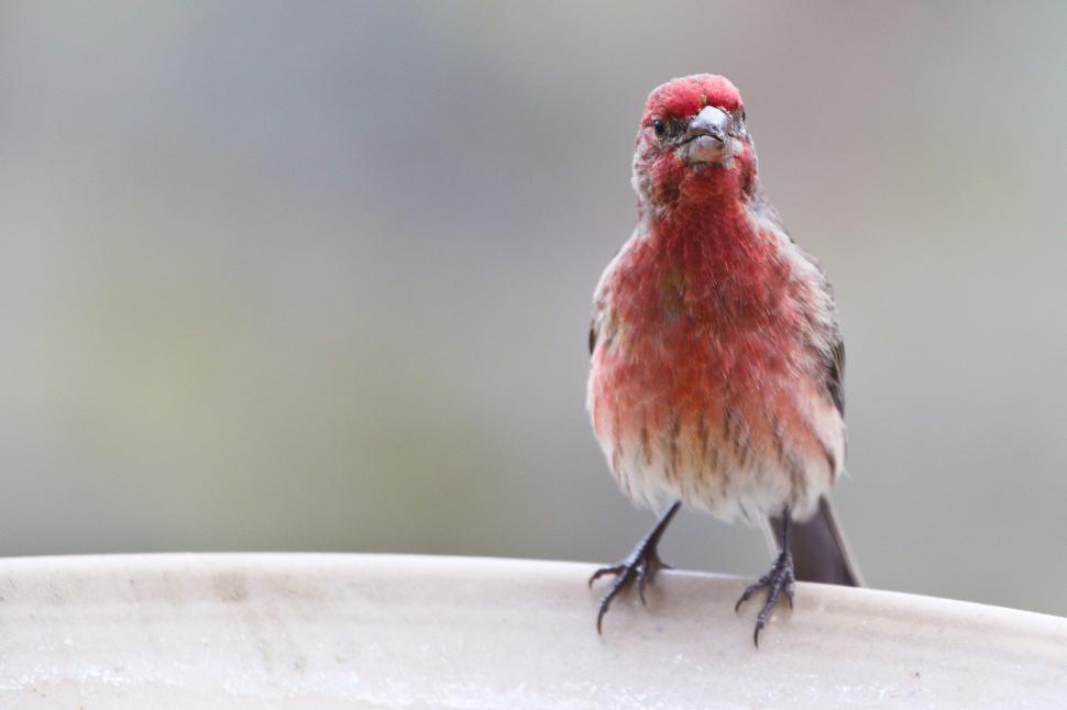Free Image of Small Red Bird 