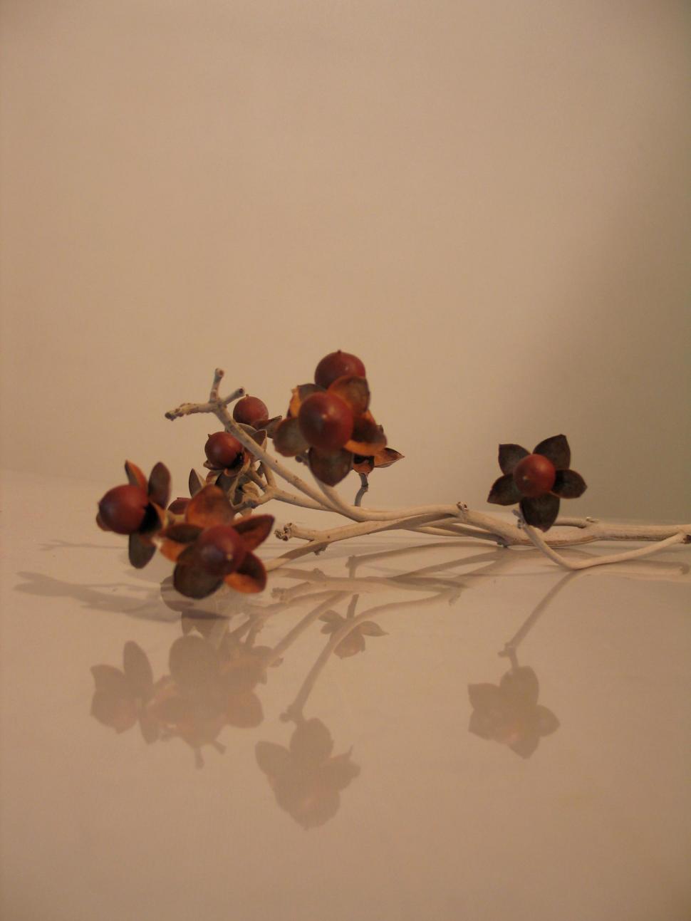 Free Image of Dead Flowers on Table 
