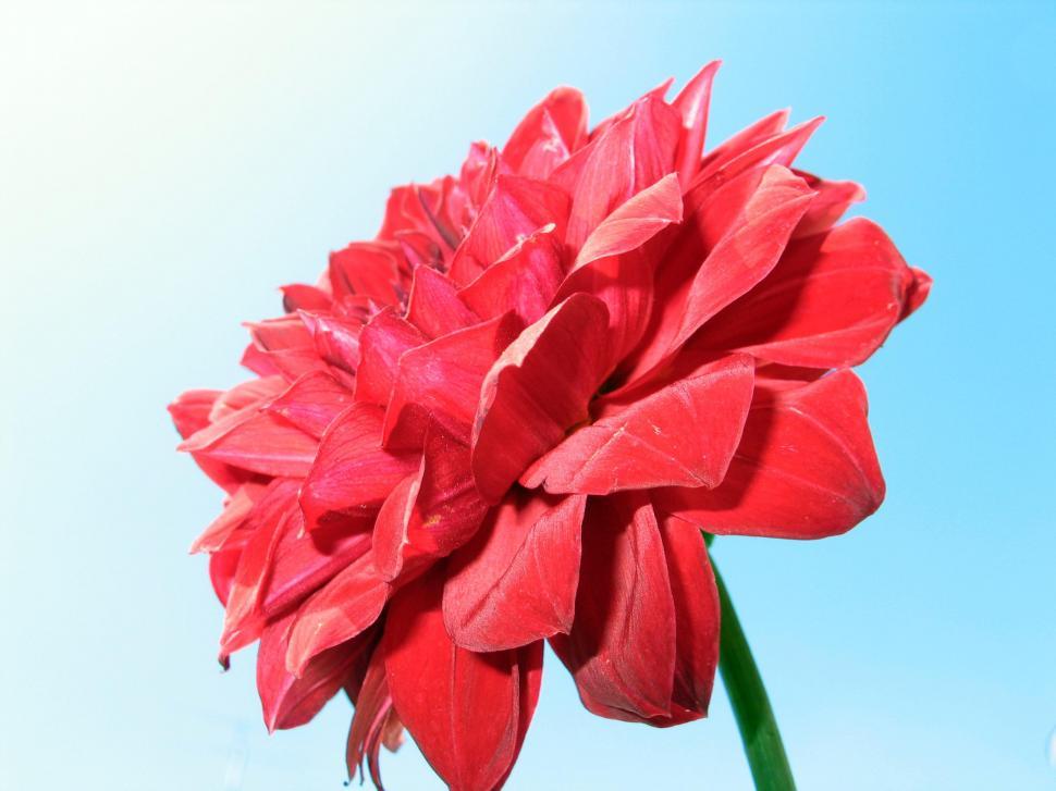 Free Image of Red Flower Against Blue Sky 