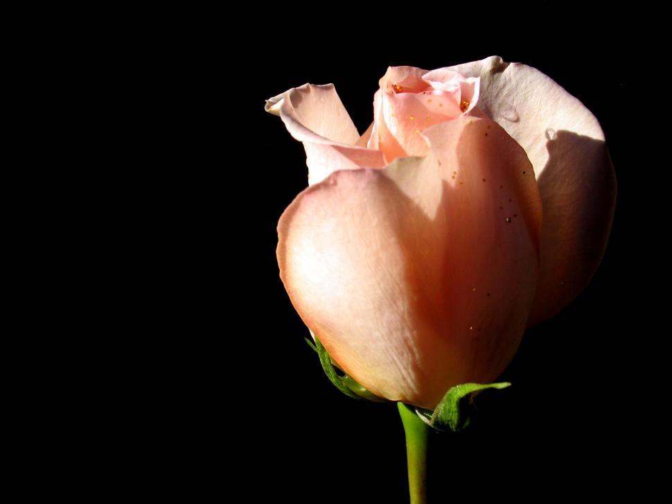 Free Image of Single Pink Rose on Black Background 
