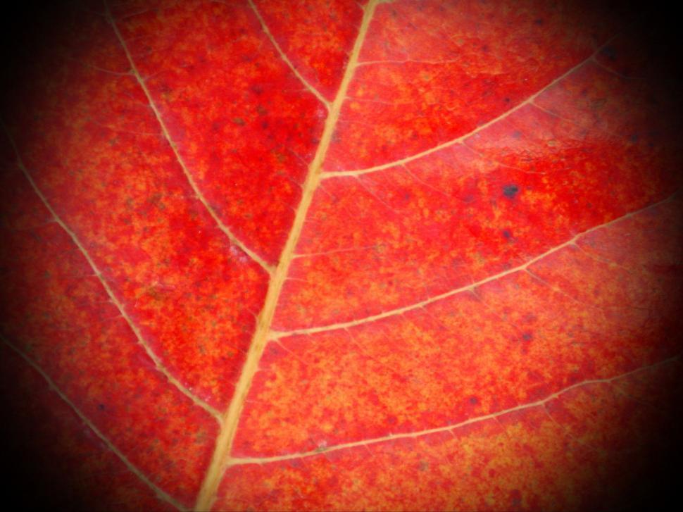 Free Image of Red Leaf Close-up with Vignette 
