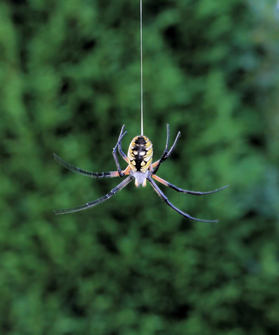 Free Image of Spider Drop 