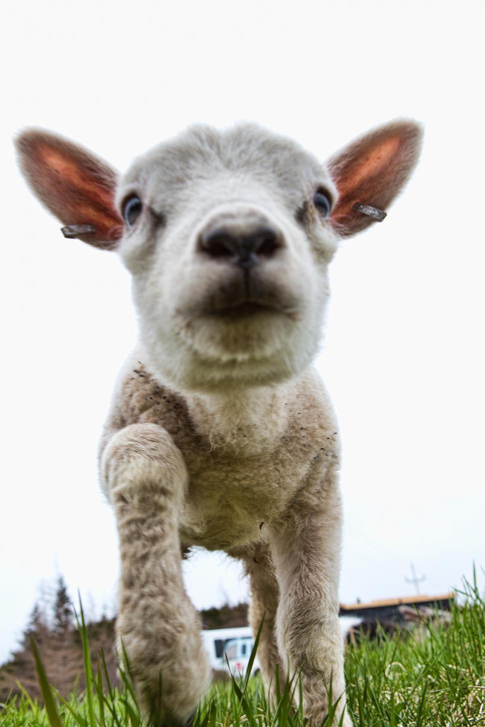 Free Image of Sheep 