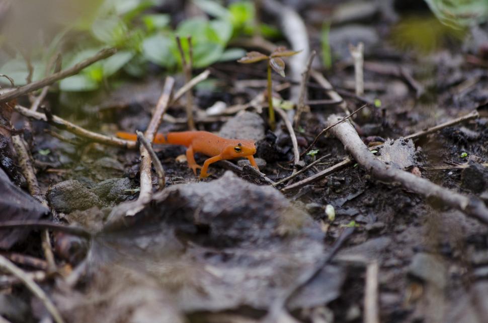 Free Image of Orange Spotted Newt 