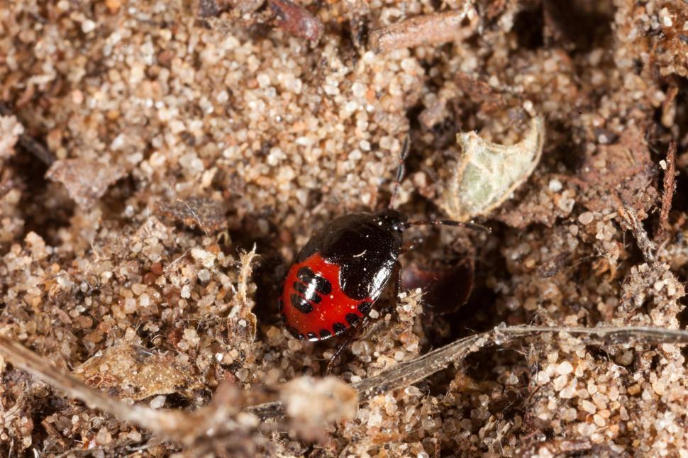 Free Image of Red and Black Beetles 