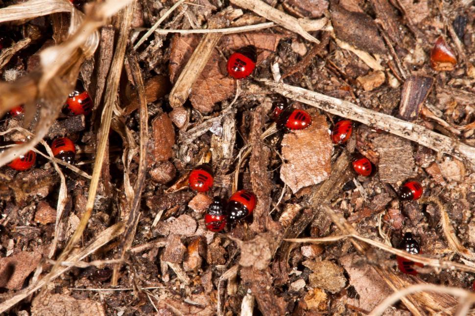 Free Image of Red and Black Beetles 