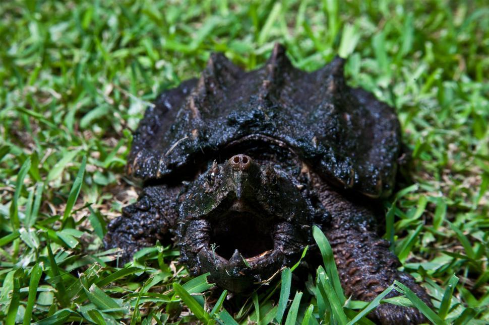 Free Image of Alligator Snapping Turtle 