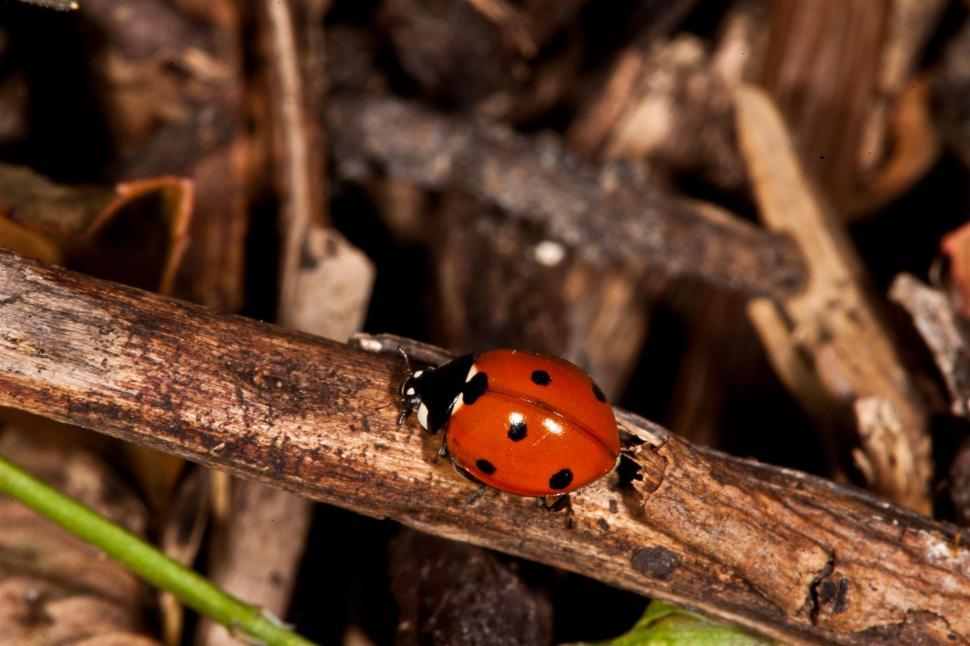 Free Image of Ladybugs 