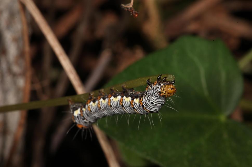 Free Image of Eight Spot Forrester Caterpillar 