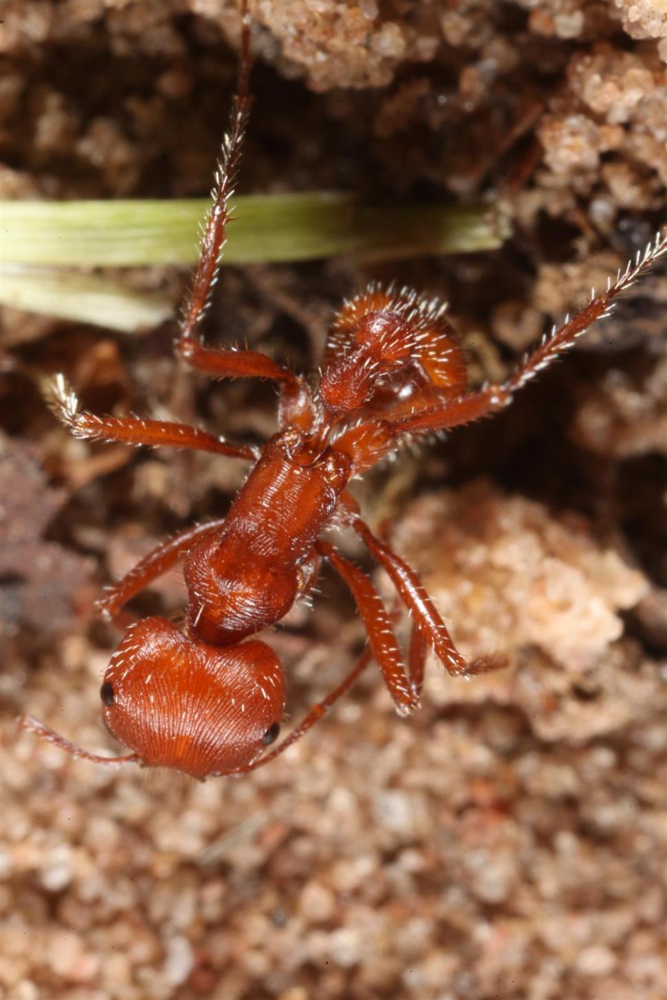 Free Image of Red Harvester Ants 