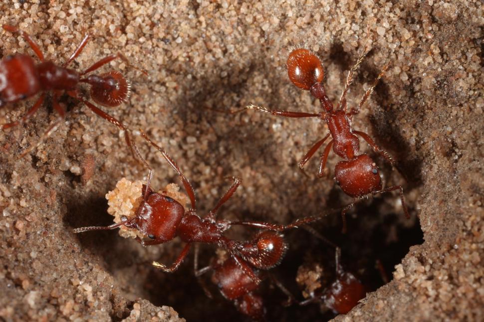 Free Image of Red Harvester Ants 