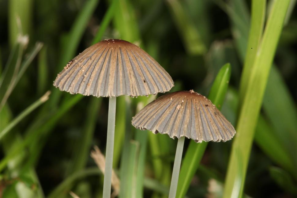 Free Image of Japanese Umbrella Mushroom 