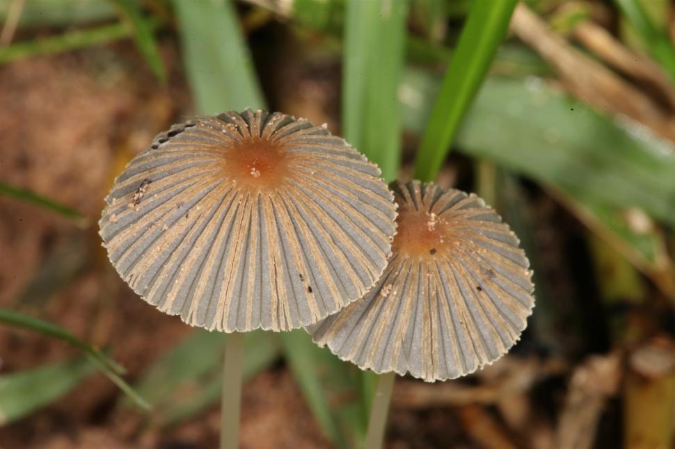 Free Image of Japanese Umbrella Mushroom 