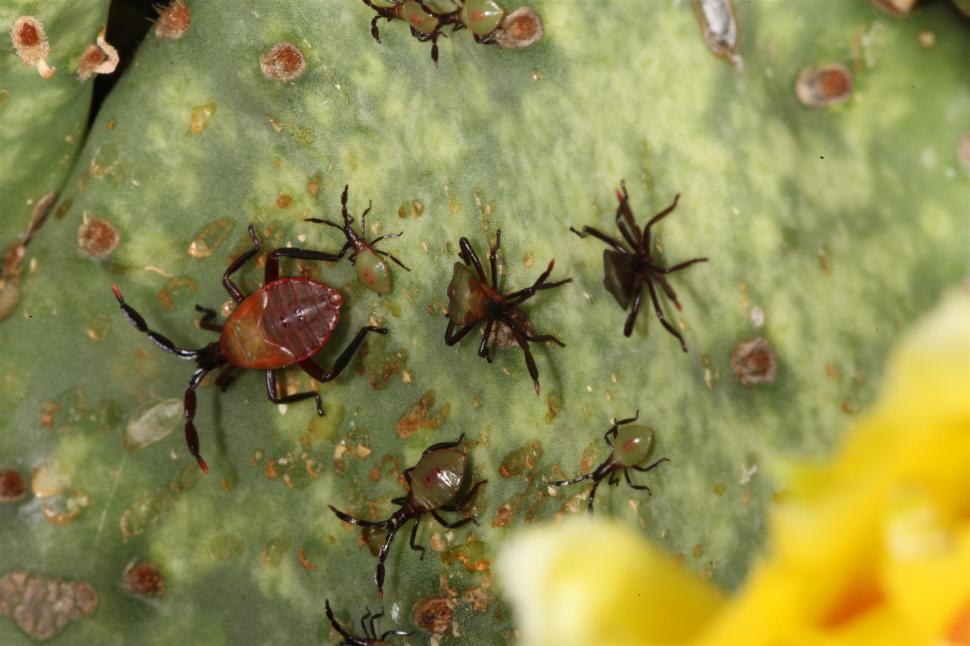 Free Image of Bugs on cactus 