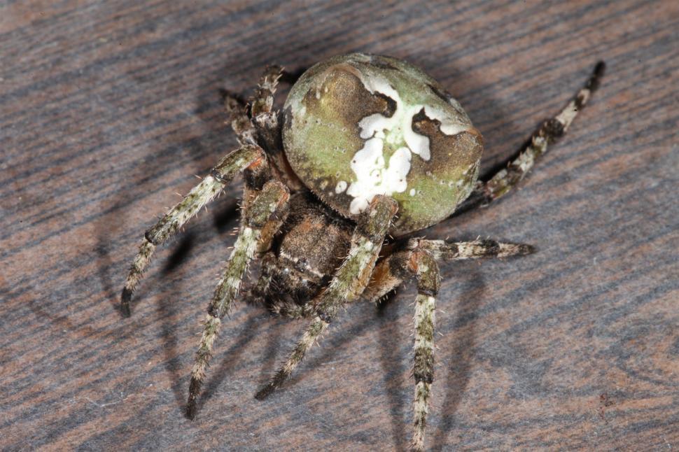 Free Image of Orb Weaver Spider 