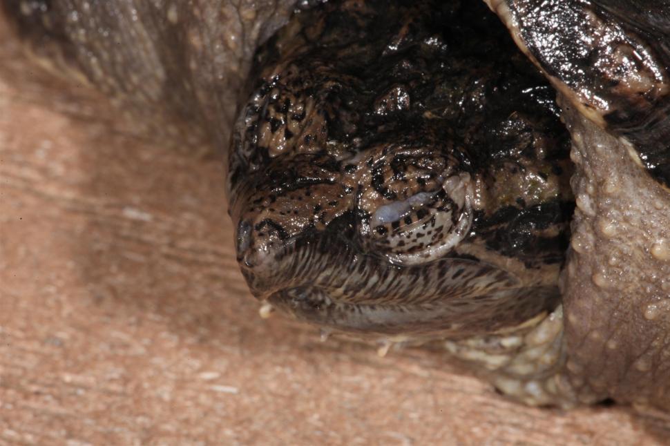 Free Image of Common Snapping Turtle 