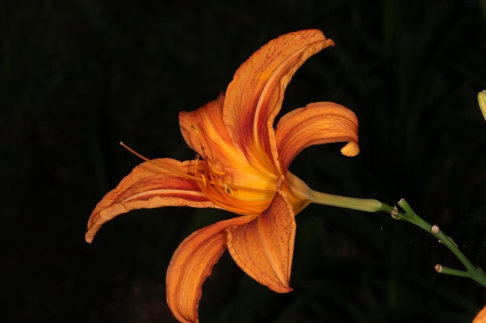 Free Image of Tiger Lily 