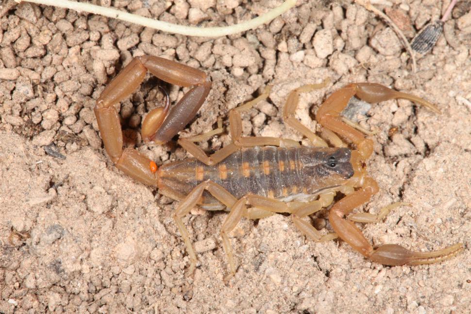 Free Image of Scorpion 