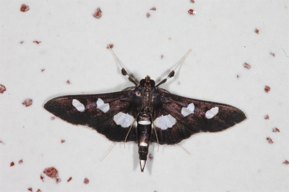 Free Image of Black and white moth 
