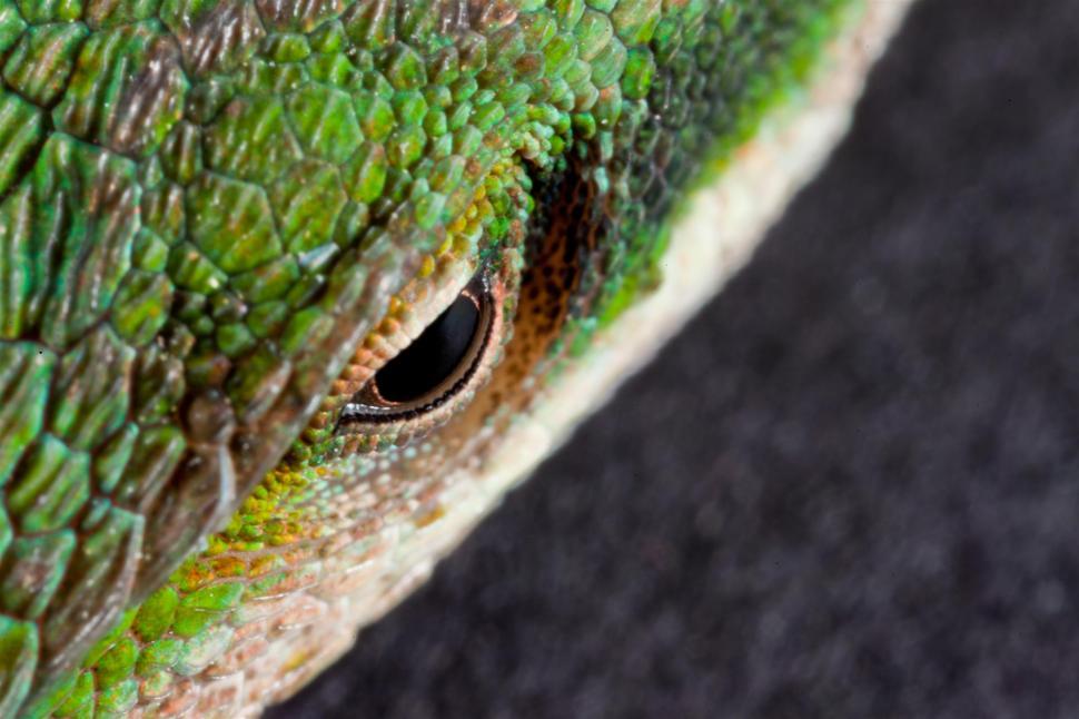 Free Image of Green Anole Lizard Eye macro 