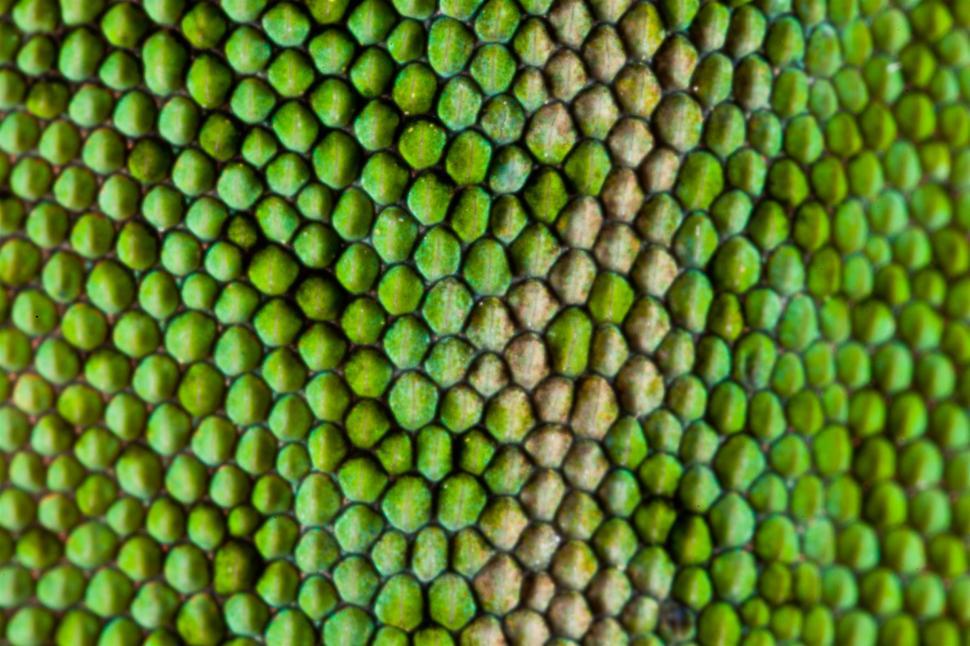 Free Image of Green Anole Lizard macro 