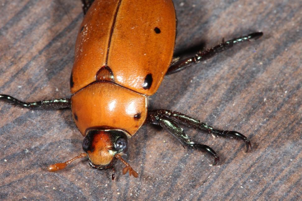 Free Image of Grapevine Beetle 