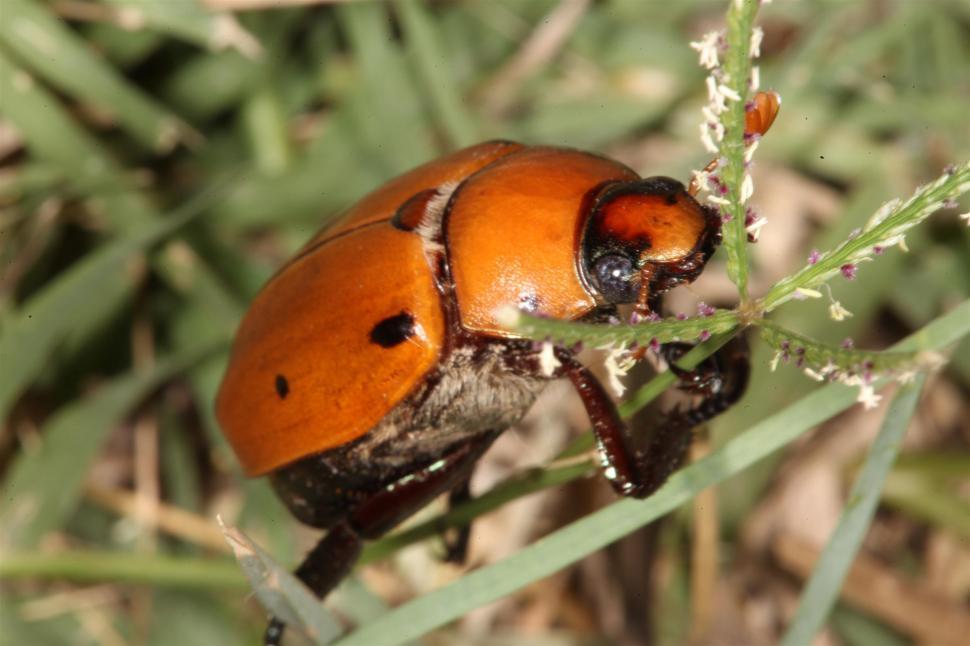 Free Image of Grapevine Beetle 