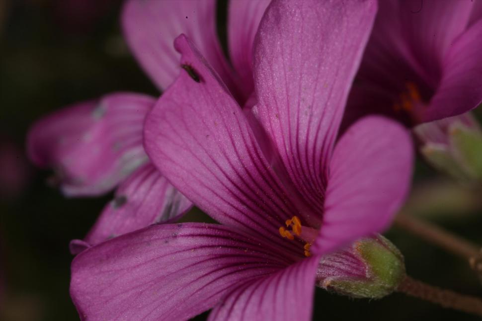 Free Image of Purple Flower Macro 