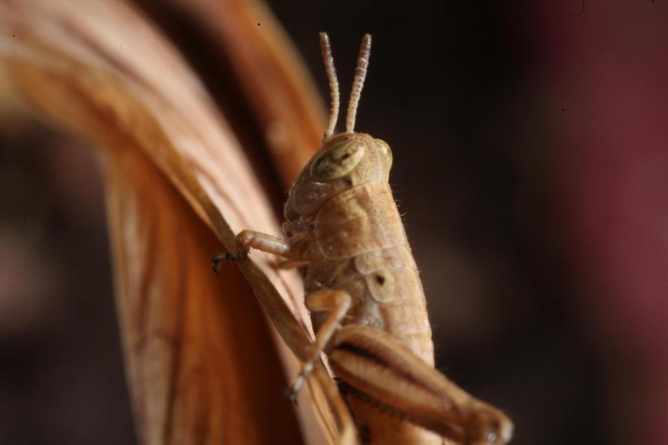 Free Image of Grasshopper macro photograph 