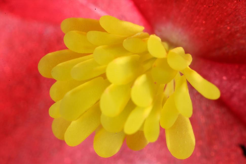Free Image of Yellow inside of a flower macro 