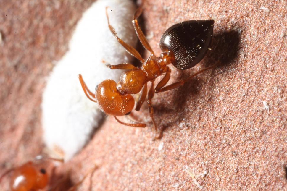 Free Image of Fire Ant macro 