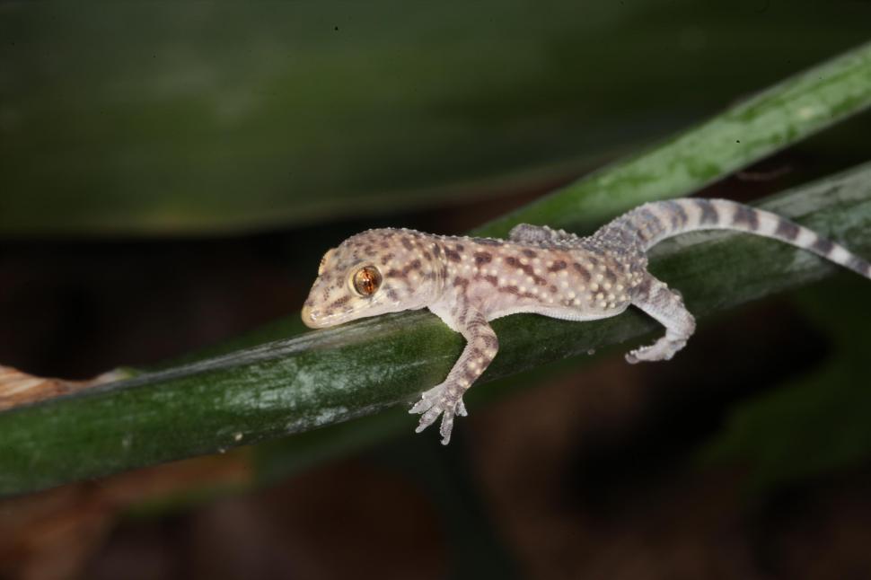 Free Image of Mediterranean Gecko Macro 
