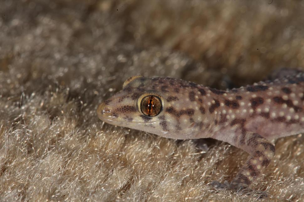 Free Image of Mediterranean Gecko Macro 