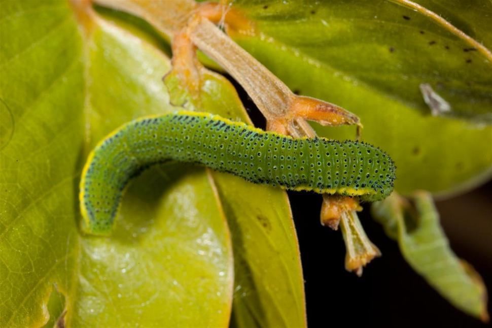 Free Image of Green Caterpillar 