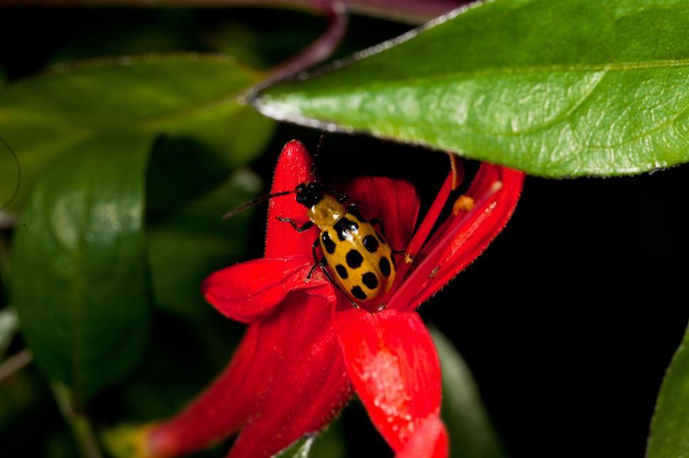 Free Image of Squash Beetle on Red Flower 