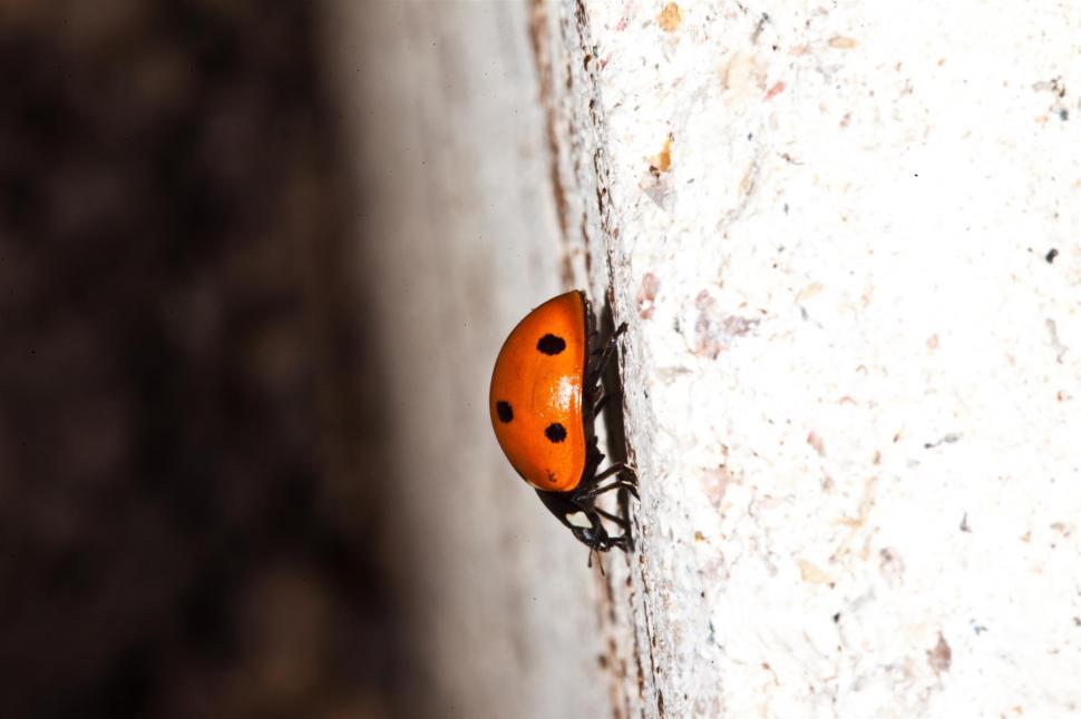 Free Image of Ladybugs 