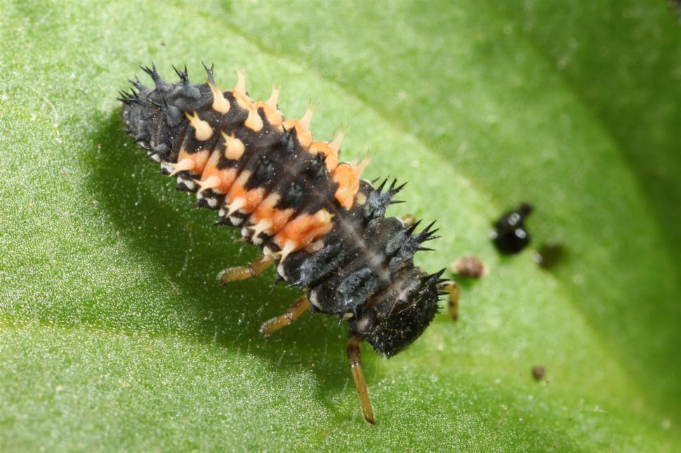 Free Image of Ladybug larva macro on leaf 